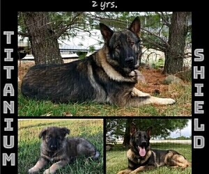 Father of the German Shepherd Dog puppies born on 01/25/2023