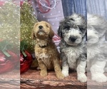 Small Photo #32 Aussiedoodle Puppy For Sale in COMMERCE, MI, USA