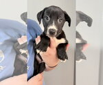 Anya - Female Mutt Dog for Adoption - Small photo