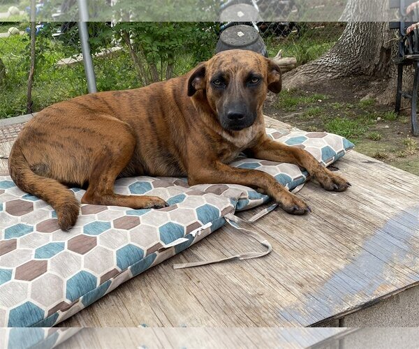 Medium Photo #10 Catahoula Leopard Dog-Unknown Mix Puppy For Sale in Spring, TX, USA