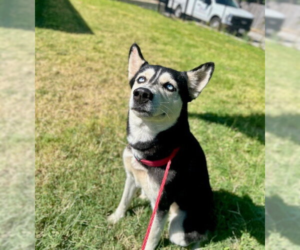 Medium Photo #1 Siberian Husky Puppy For Sale in Temple, TX, USA