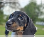 Puppy Dot Dot Dachshund