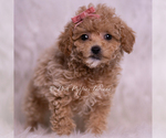 Puppy Kinsley F1B Maltipoo (Miniature)