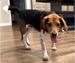 Small #8 Beagle