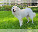 Small #11 Great Pyrenees