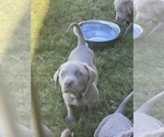 Small Photo #1 Labrador Retriever Puppy For Sale in BULVERDE, TX, USA