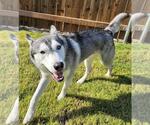 Small #7 Huskies  Mix