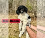 Puppy Bonnie Poodle (Standard)