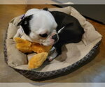 Small #3 Boston Terrier