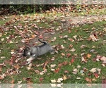 Small #11 Alaskan Klee Kai-Pomeranian Mix