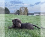 Small #3 Labrador Retriever