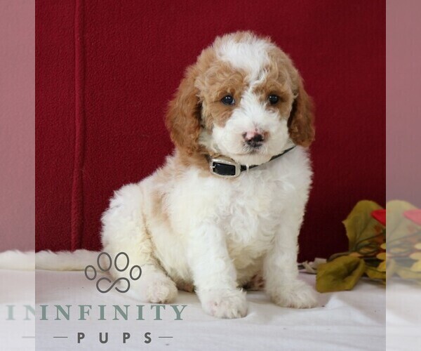Medium Photo #5 Goldendoodle Puppy For Sale in GORDONVILLE, PA, USA