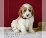 Small #4 Goldendoodle