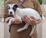 Small #2 American Bulldog-American Staffordshire Terrier Mix