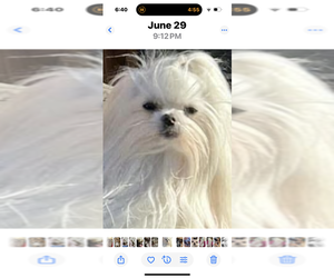 Mother of the Morkie puppies born on 06/24/2025
