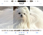 Small Photo #1 Morkie Puppy For Sale in SPRAGUE, CT, USA