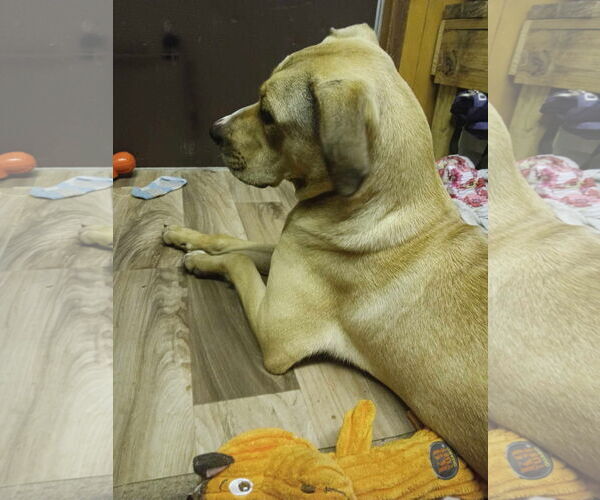 Medium Photo #4 Catahoula Leopard Dog-Labrador Retriever Mix Puppy For Sale in Farmerville, LA, USA