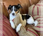 Small Photo #1 Rat Terrier-Unknown Mix Puppy For Sale in Ventura, CA, USA