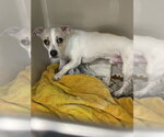 Small Chihuahua Mix