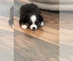 Puppy Teal Miniature Australian Shepherd