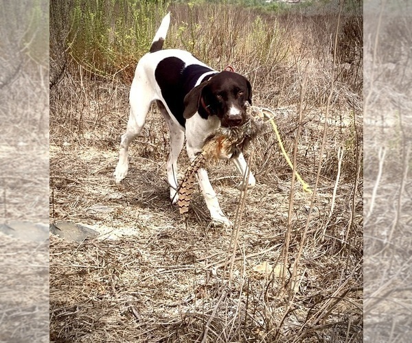 Medium Photo #1 German Shorthaired Pointer Puppy For Sale in CORONA, CA, USA