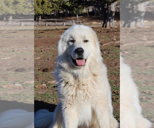 Father of the Great Pyrenees puppies born on 01/07/2022