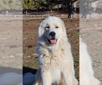 Small Photo #1 Great Pyrenees Puppy For Sale in MONTICELLO, UT, USA