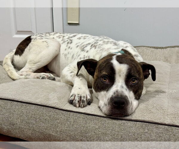 Medium Photo #6 Staffordshire Bull Terrier-Unknown Mix Puppy For Sale in Brewster, NY, USA