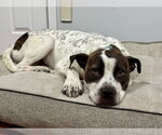 Small #5 Staffordshire Bull Terrier Mix