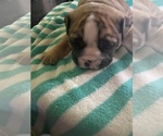 Small Photo #3 Bulldog Puppy For Sale in SANGER, CA, USA