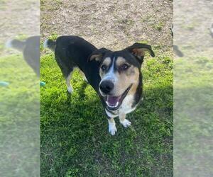 Siberian Husky-Unknown Mix Dogs for adoption in Corpus Christi, TX, USA