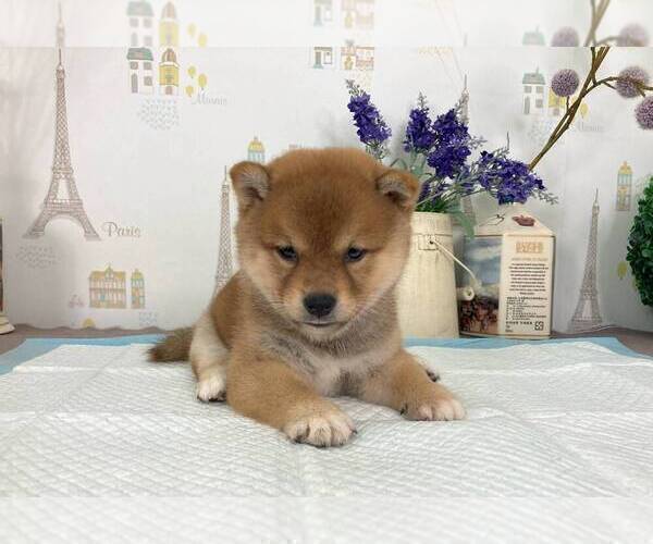 Medium Photo #2 Shiba Inu Puppy For Sale in TRENTON, NJ, USA