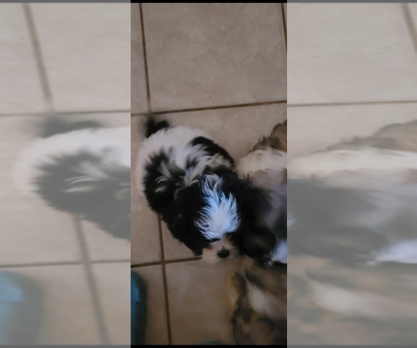 Medium Photo #4 Shih-Poo Puppy For Sale in HOBART, IN, USA