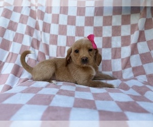 Beagle-Labradoodle Mix Puppy for sale in LAKELAND, FL, USA