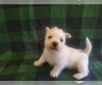 Image preview for Ad Listing. Nickname: Gabby