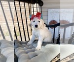 Puppy 0 Goldendoodle