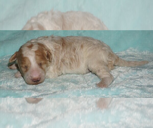 Medium Photo #1 Miniature Labradoodle Puppy For Sale in LA HABRA, CA, USA