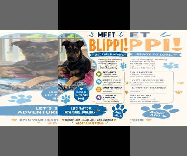 Medium Photo #6 Mutt Puppy For Sale in Woodbury, NY, USA