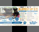 Small Photo #6 Mutt Puppy For Sale in Woodbury, NY, USA