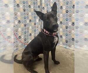 Labrador Retriever-Unknown Mix Dogs for adoption in Rosenberg, TX, USA