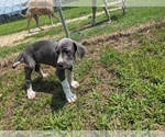 Small Photo #13 Great Dane Puppy For Sale in GREENVILLE, NC, USA