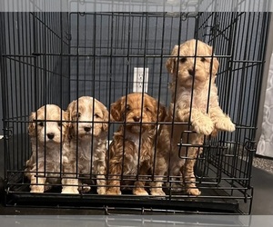 Miniature Labradoodle Puppy for Sale in WHITE CITY, Oregon USA