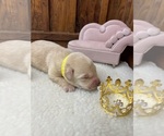 Small #1 Labrador Retriever