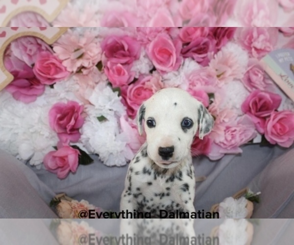 Medium Photo #2 Dalmatian Puppy For Sale in COMPTON, CA, USA