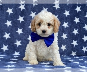 Cavapoo-Poodle (Toy) Mix Puppy for sale in RED LION, PA, USA
