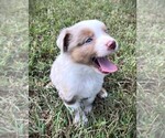 Small #9 Miniature Australian Shepherd
