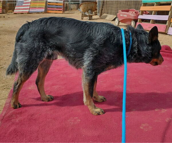 Medium Photo #5 Australian Cattle Dog Puppy For Sale in Apple Valley, CA, USA