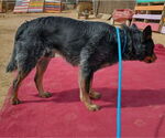 Small #4 Australian Cattle Dog