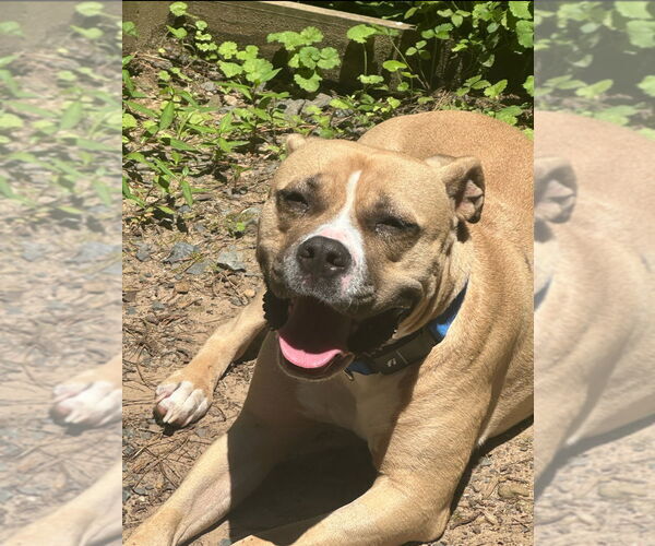 Medium Photo #3 American Staffordshire Terrier-Unknown Mix Puppy For Sale in Raleigh, NC, USA