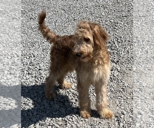 Irish Doodle Puppy for sale in DUNDEE, OH, USA